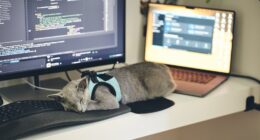a cat wearing a harness sleeping on a computer desk