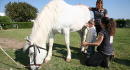 Terapias ecuestres- ValenciaCaballo
