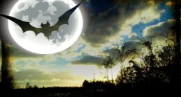 Have a nice Hallowen !