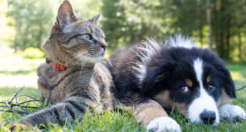 dog and a cat - Photo by Andrew S