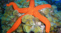 Estrella de mar