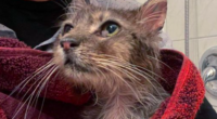 Chatons Orphelins Montréal - COM Facebook