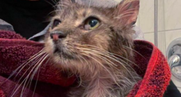 Chatons Orphelins Montréal - COM Facebook