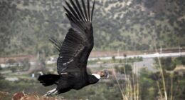 Cóndores rescatados en Los Andes