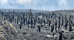 Julián Mejía - @JulianMejiaPil Twitter