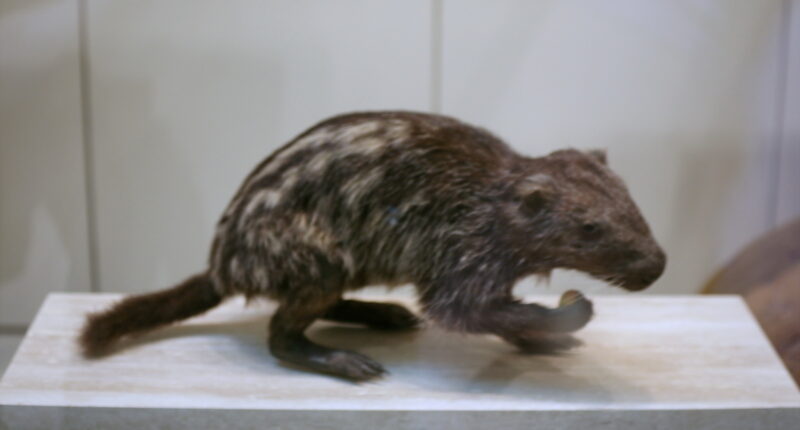 File:Pacarana (Dinomys branickii).jpg