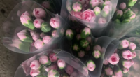 plantacioneseltriunfo - @plantacioneseltriunfo Instagram
