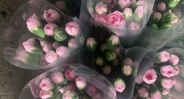 plantacioneseltriunfo - @plantacioneseltriunfo Instagram