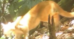 cvc_ambiental - @cvc_ambiental Instagram