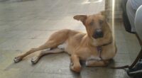 Perro