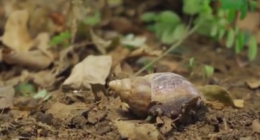 Área Metropolitana del Valle de Aburrá - @Areametropol Twitter