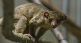 ptdefiancezoo - @ptdefiancezoo Instagram