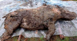 CAPITÃO DE FERRO- @capitaodeferro3 Twitter