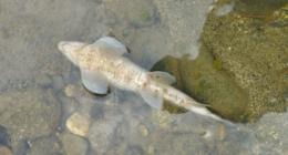 CVC - @CvcAmbiental Twitter