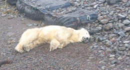 Ibon Perez - @IbonPerezTV Twitter