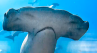 Healthy Reefs - @HealthyReefs Twitter