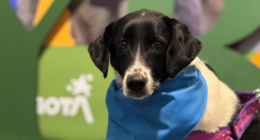 Protección Animal Bogotá -@AnimalesBOG Twitter