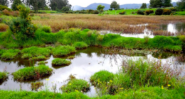 Secretaría de Ambiente - @Ambientebogota Twitter