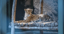 Radio Viva Fénix - @laradiomasviva Twitter