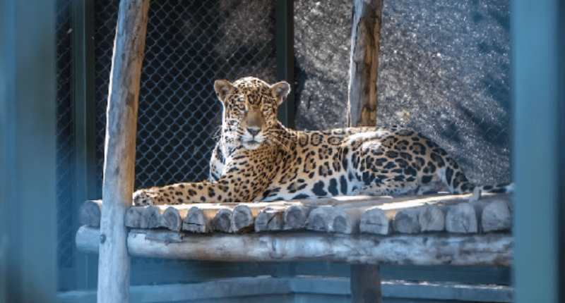 Radio Viva Fénix - @laradiomasviva Twitter
