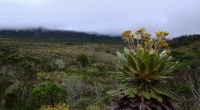 Frailejon and moorland