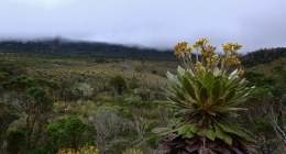 Frailejon and moorland