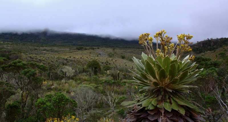 Frailejon and moorland