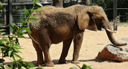 El Aragüeño - @ElAragueno Twitter