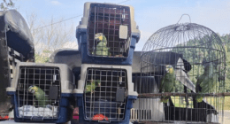 Cornare - @cornare Twitter