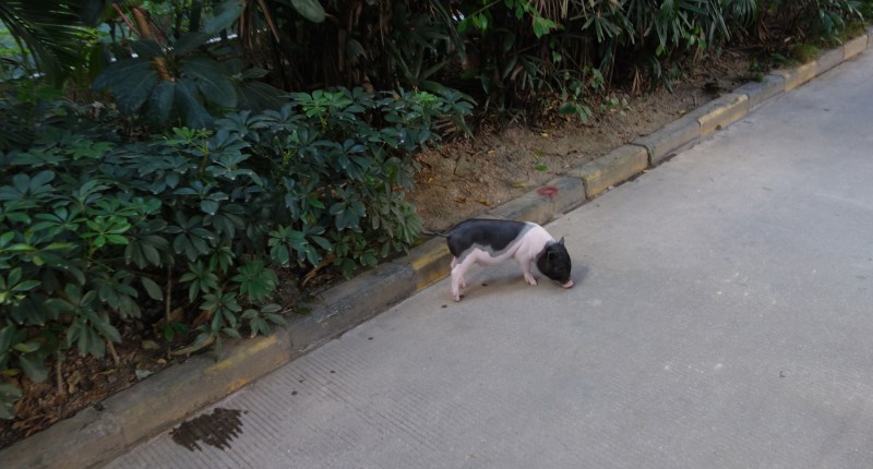 File:小香猪 mini pig - panoramio.jpg