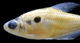 Sergio Silva Numa - @SergioSilva03 Twitter