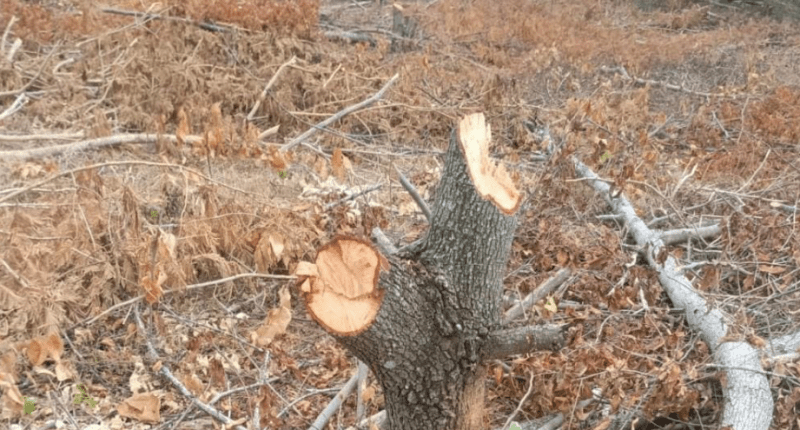 Alfred Ballesteros Alarcón - @Alfred_Balle Twitter