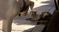Como perro y gato