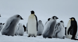 Alberto Tinoco - @albertotino Twitter