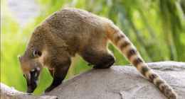 molusko- @MoscoMolusko Twitter