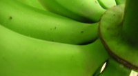 Primer plano de un racimo de bananos verdes, con la cáscara lisa y brillante