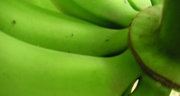 Primer plano de un racimo de bananos verdes, con la cáscara lisa y brillante