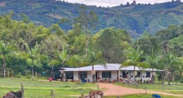 Finca cafetera en Pitalito, Huila, con casa blanca, pasto y laderas sembradas de café