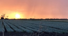 Campo de cultivo bajo lluvia intensa, con hileras de plantas verdes