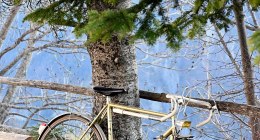 Bicicleta de ruta de color dorado apoyada en un árbol de pino, en el campo