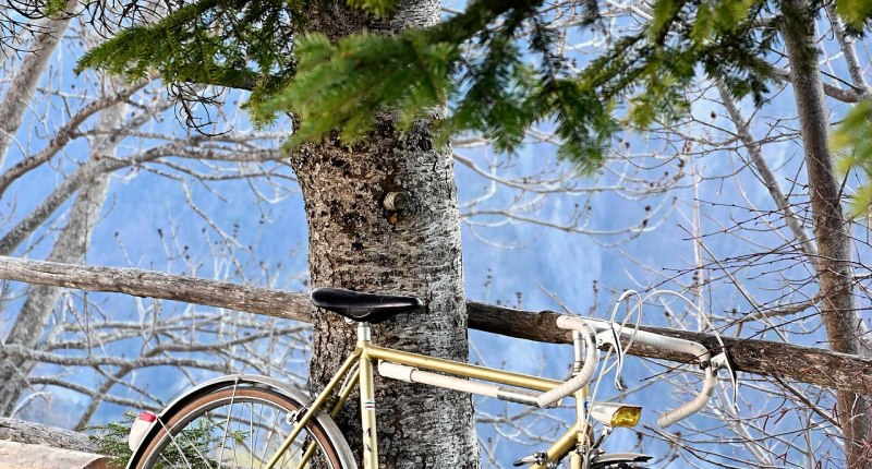 Bicicleta de ruta de color dorado apoyada en un árbol de pino, en el campo