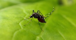 Mosquito Aedes aegypti posado sobre una hoja verde