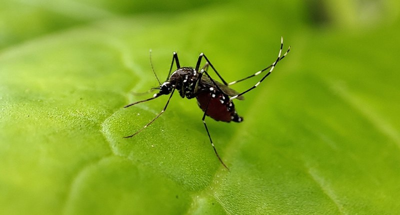 Mosquito Aedes aegypti posado sobre una hoja verde