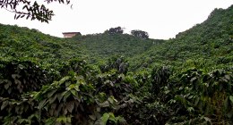 Cafetal de arábica en Chinchiná (Caldas): plantas de café en ladera con árboles al fondo y una construcción pequeña sobre la colina