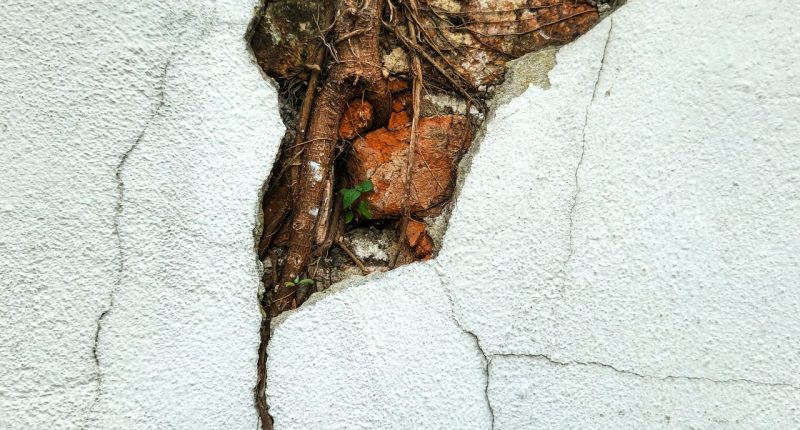 Pared de estuco blanco agrietada, con ladrillos y raíces expuestas