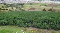 Cultivo de papa en ladera de Boyacá, con flores moradas y un pueblo al fondo