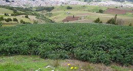 Cultivo de papa en ladera de Boyacá, con flores moradas y un pueblo al fondo