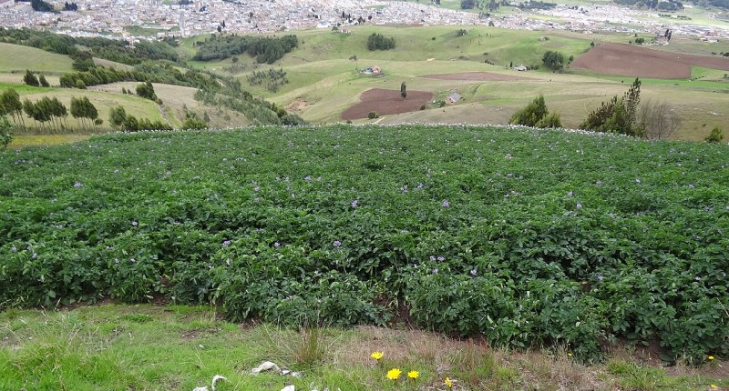 Cultivo de papa en ladera de Boyacá, con flores moradas y un pueblo al fondo