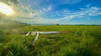 Arrozal en los Llanos Orientales, en Mani (Casanare), con pasto verde, charcos de agua y cielo azul