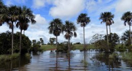 Morichal inundado en La Primavera, Vichada, con palmas y agua calma